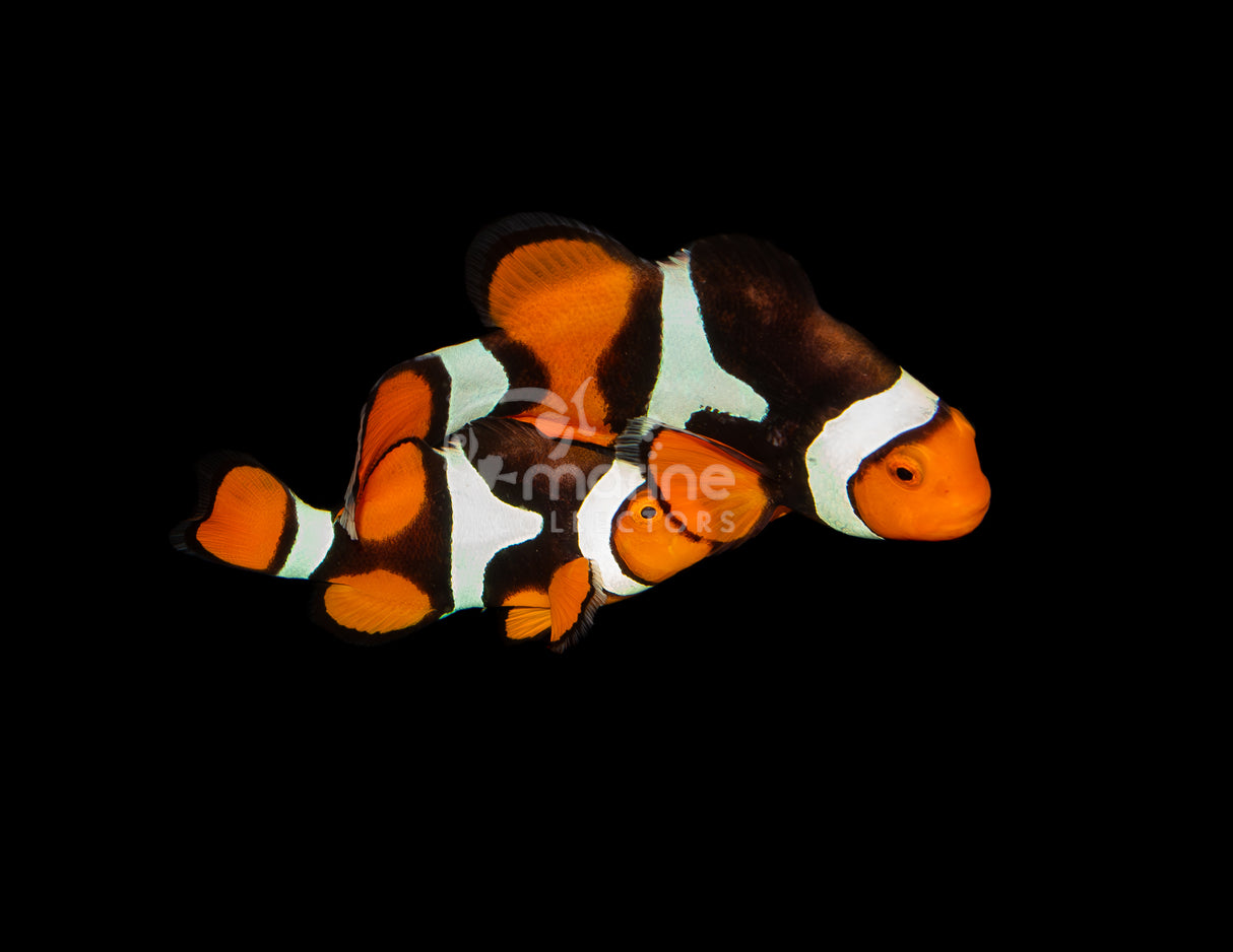 True Percula Clownfish (Wild Caught)
