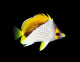 Declivis "Marquesas" Butterflyfish