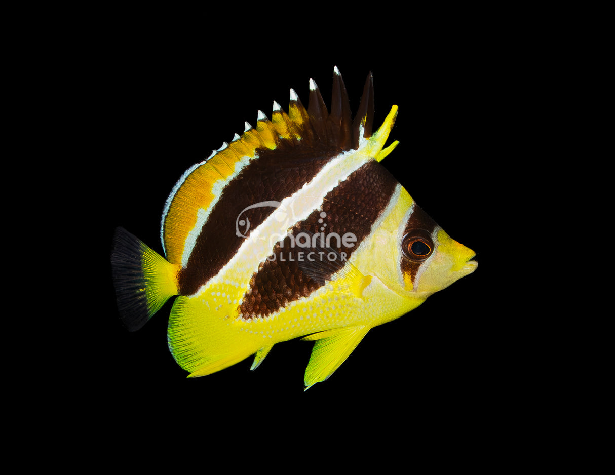 Mitratus Butterflyfish