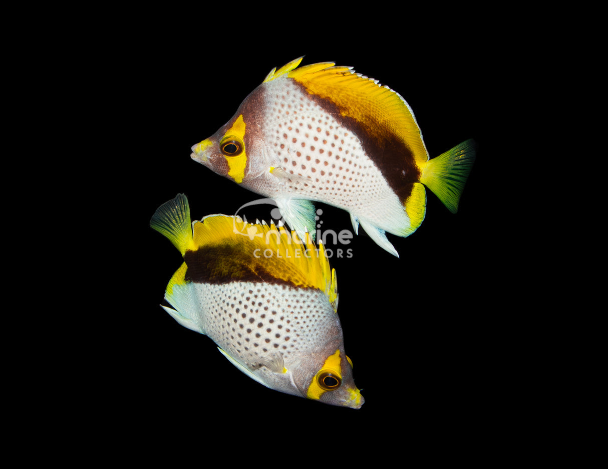 Declivis "Marquesas" Butterflyfish