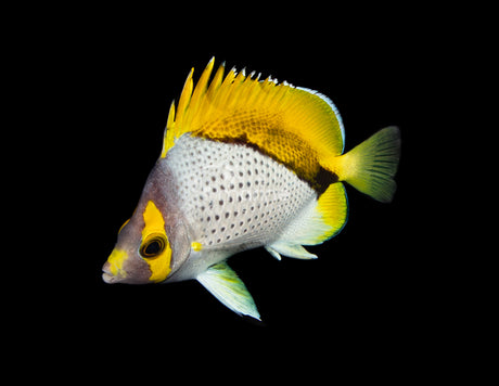 Declivis "Marquesas" Butterflyfish