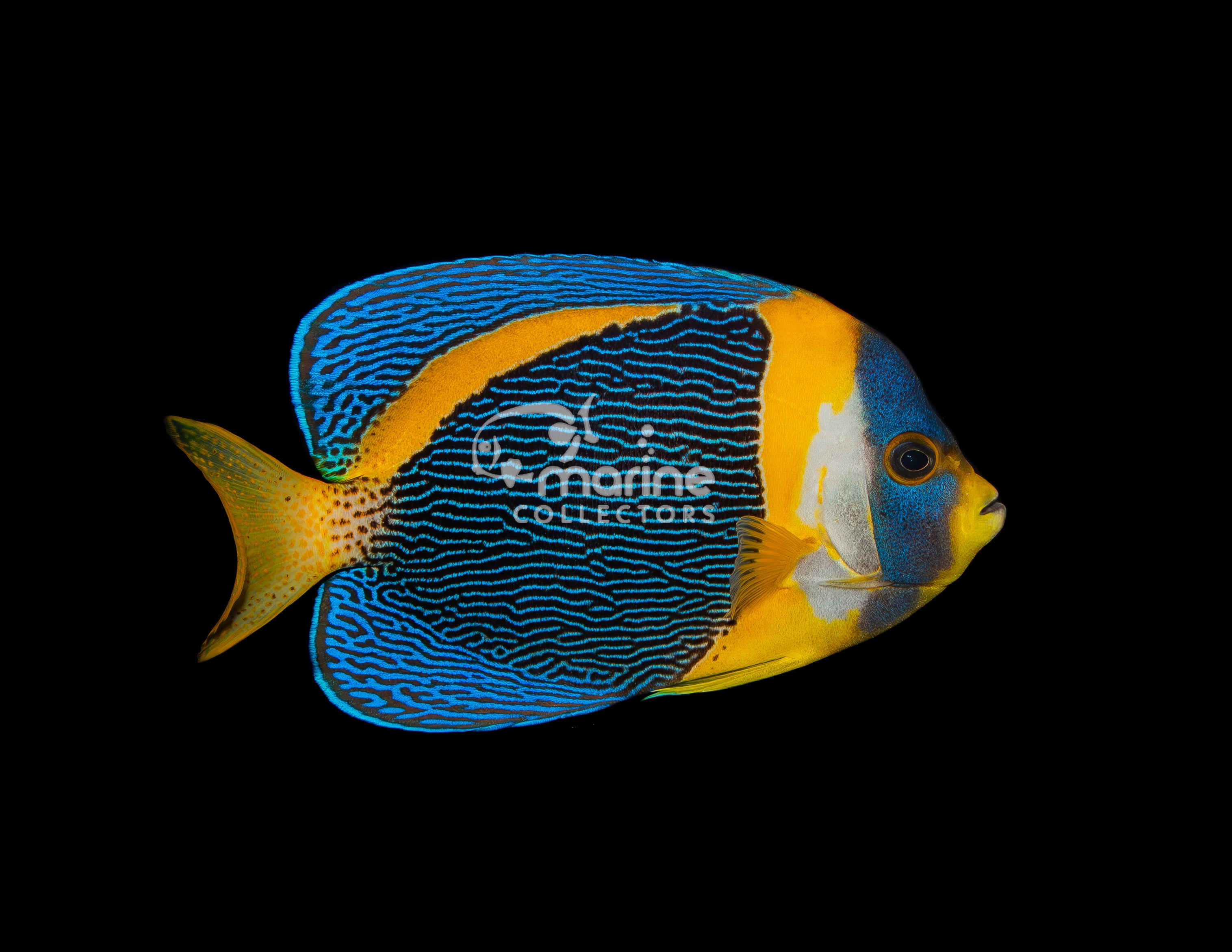 Scribble Angel - Saltwater Fish – Marine Collectors