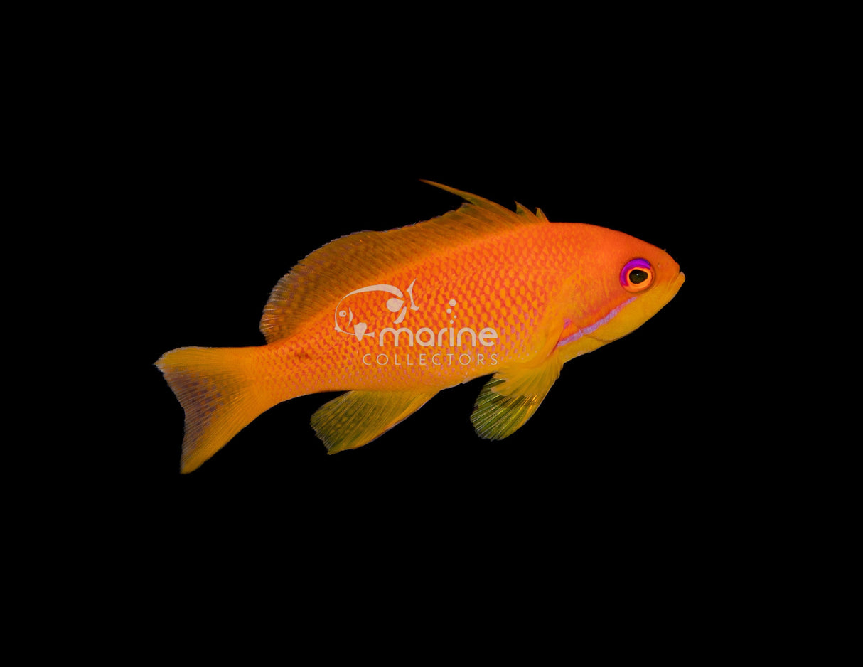 Indian Ocean Lyertail Anthias-Marine Collectors