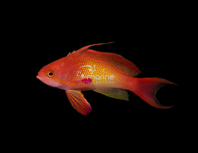 Indian Ocean Lyertail Anthias-Marine Collectors