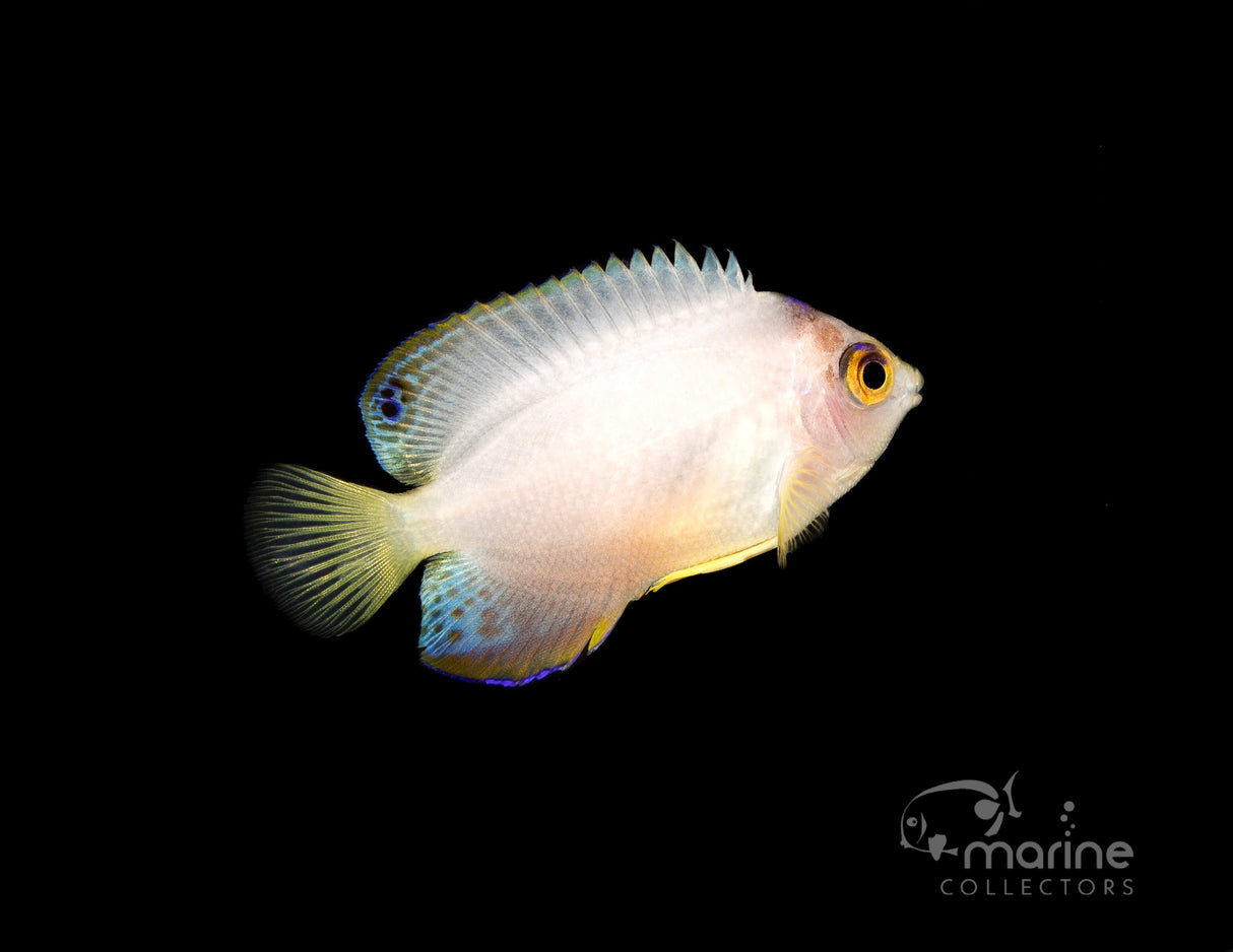 Lunar Eclipse Multicolor Angel-Marine Collectors