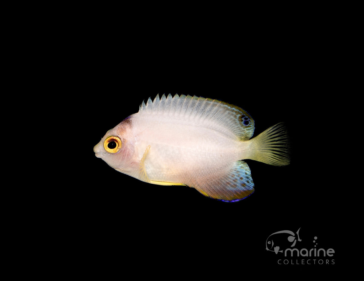 Lunar Eclipse Multicolor Angel-Marine Collectors