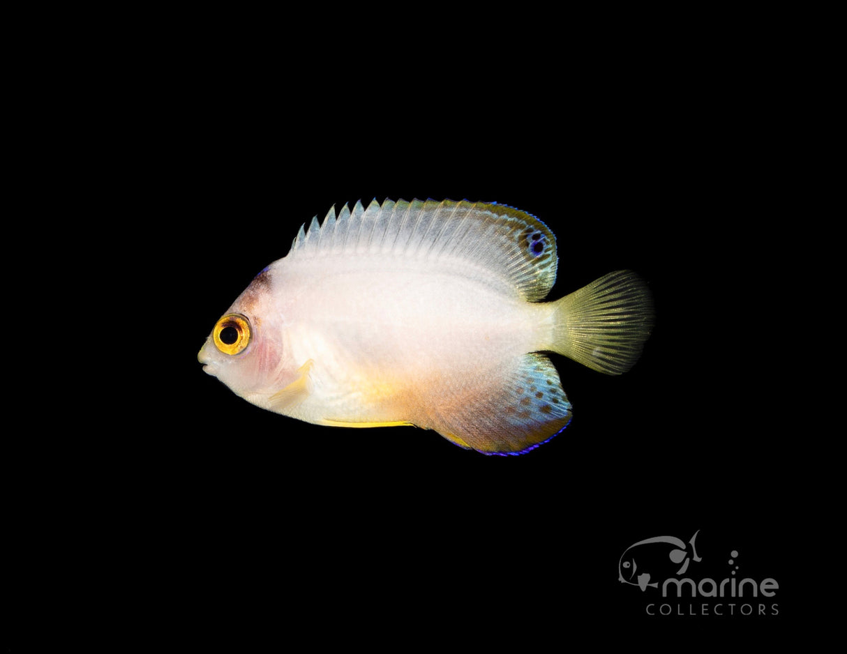 Lunar Eclipse Multicolor Angel-Marine Collectors