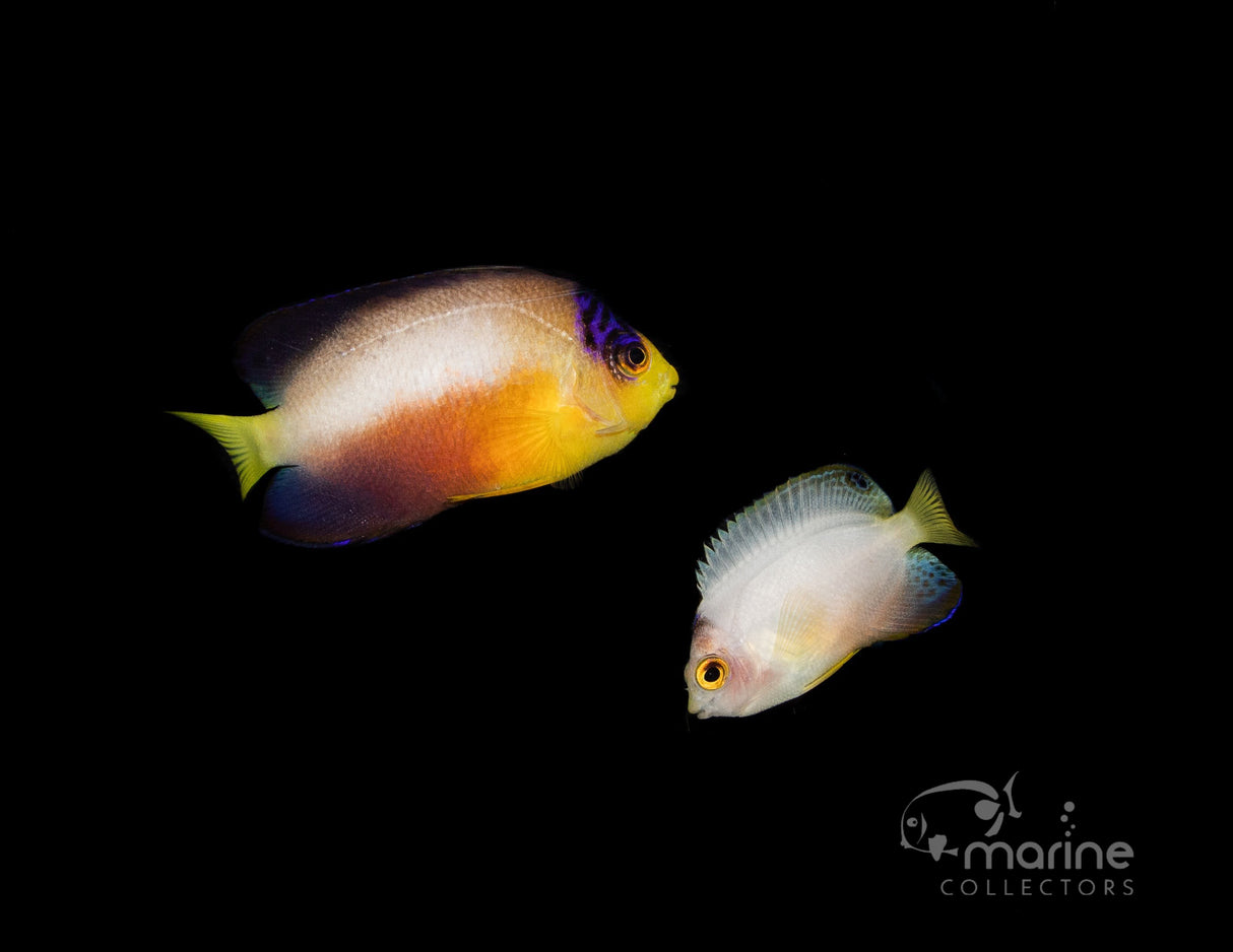 Lunar Eclipse Multicolor Angel-Marine Collectors