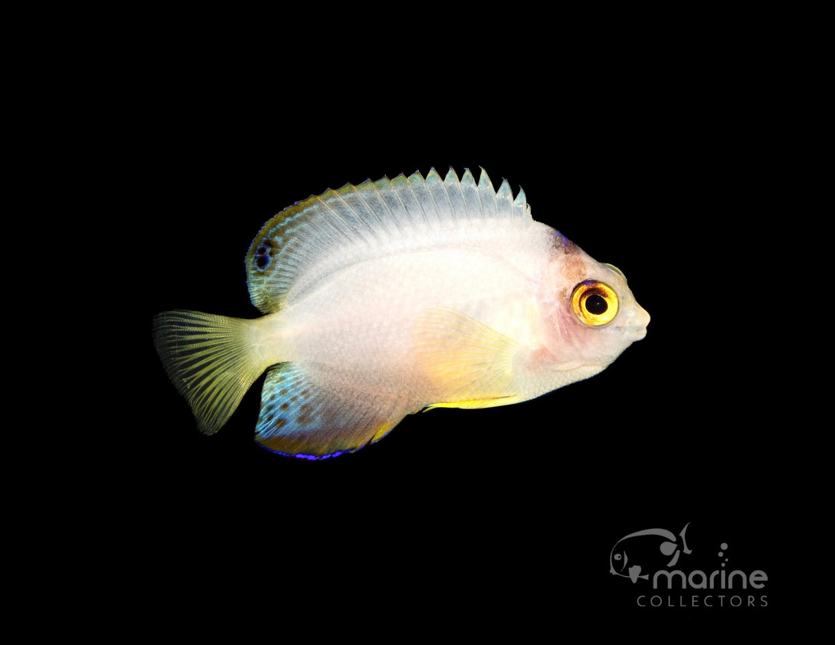 Lunar Eclipse Multicolor Angel-Marine Collectors