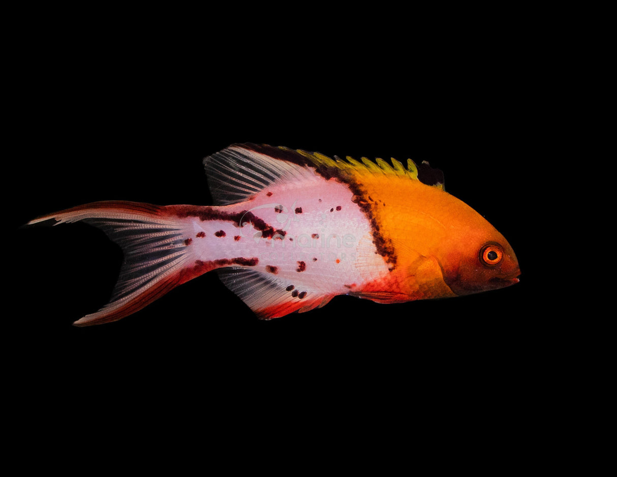 Lyertail Hogfish-Marine Collectors