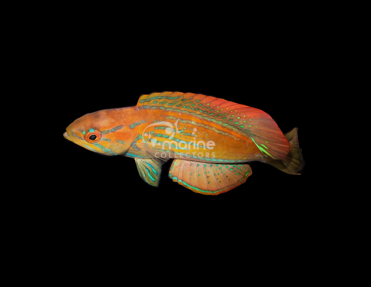 Madagascar Flasher Wrasse-Marine Collectors