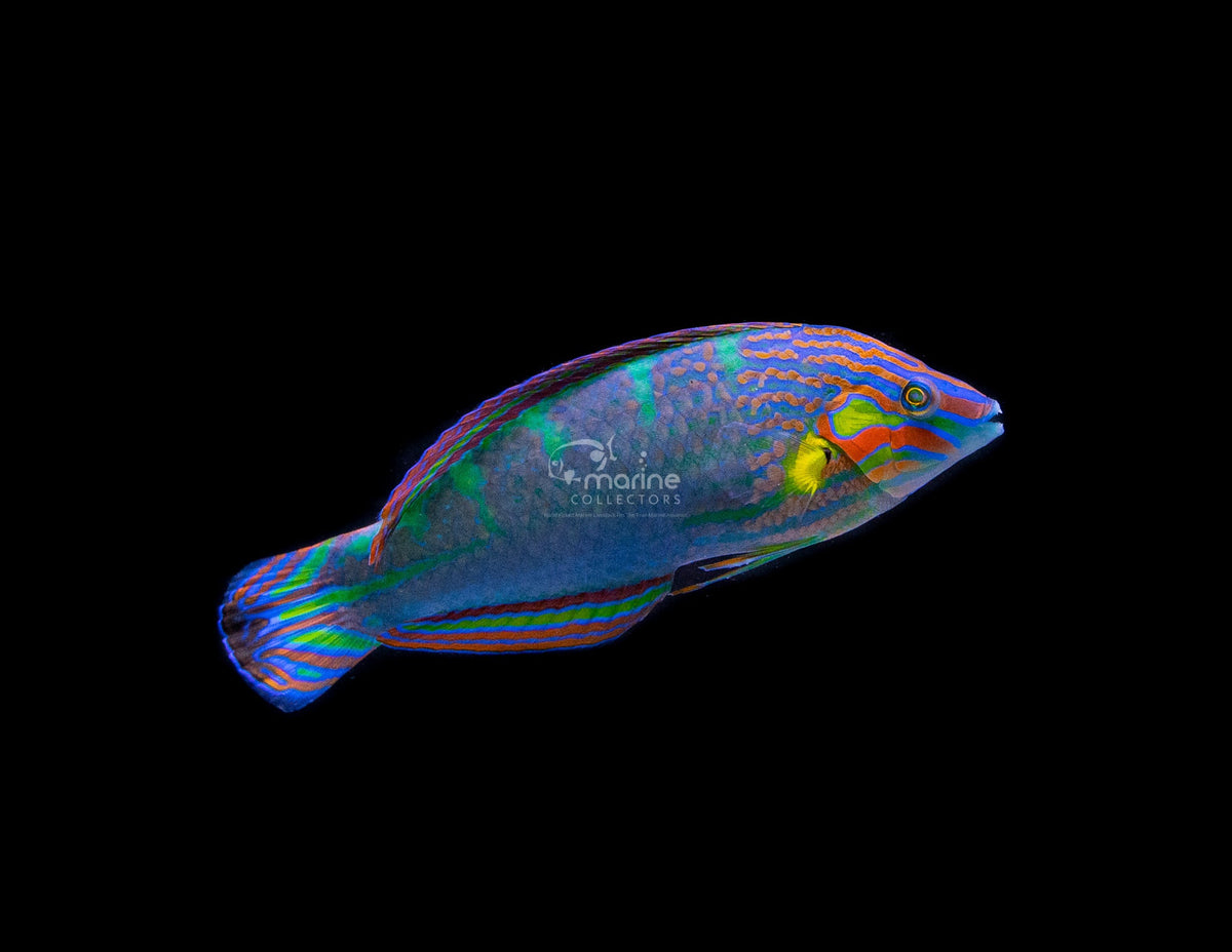 Melanurus Wrasse-Marine Collectors