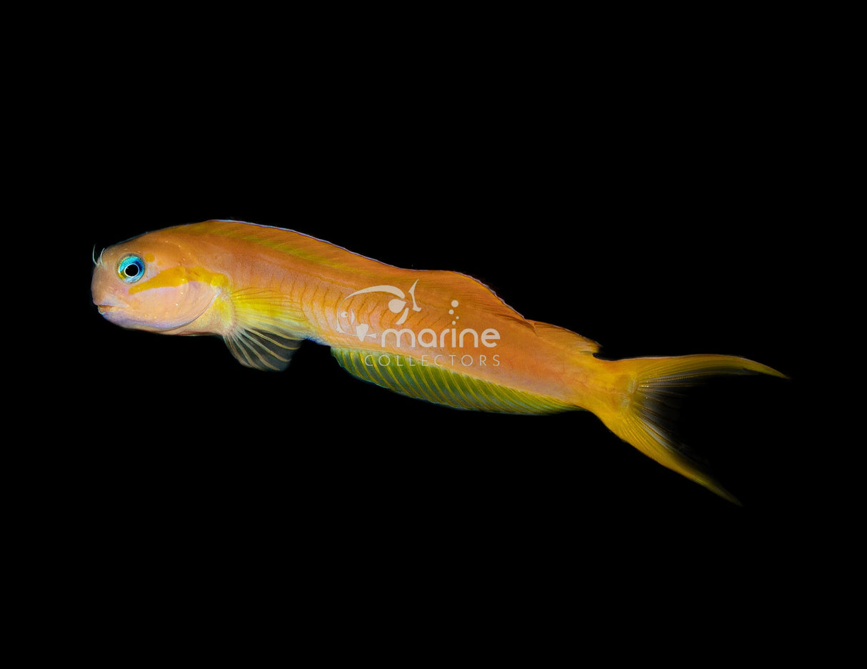 Midas Blenny-Marine Collectors