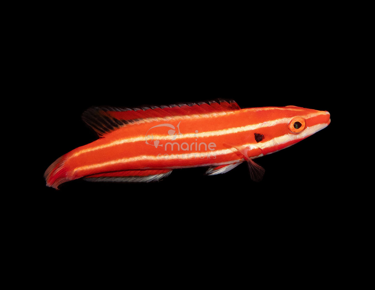 Neopercularis Hogfish-Marine Collectors