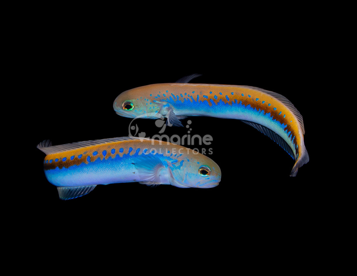 Oreni Tilefish-Marine Collectors