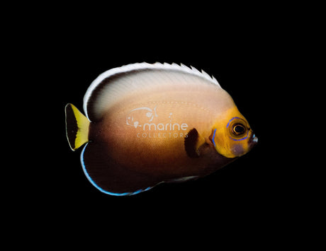 (POMA) Conspicuous Angelfish-Marine Collectors