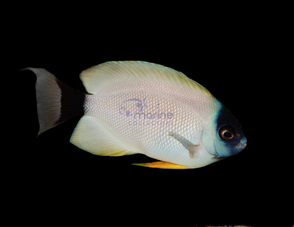 Personatus Angelfish (Transitional PAIR)-Marine Collectors
