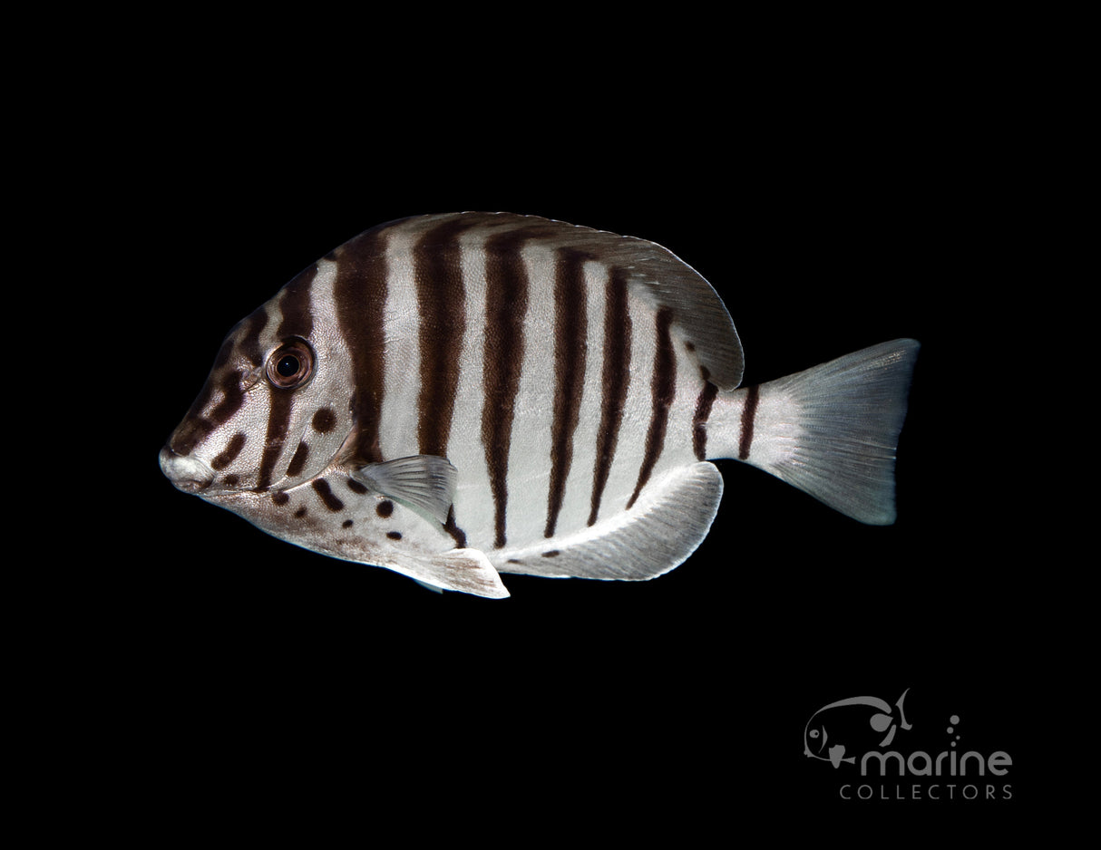 Polyzona Tang-Marine Collectors