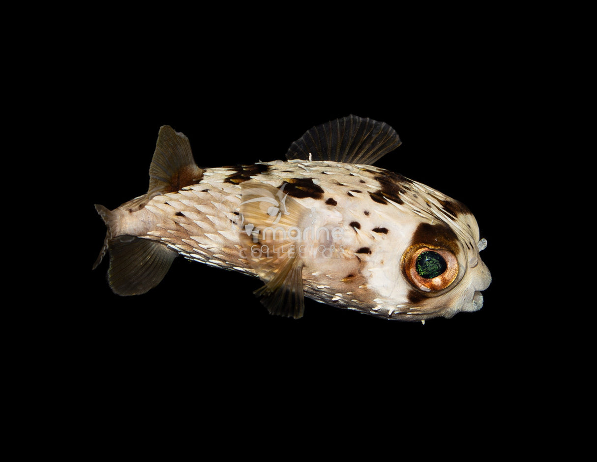 Porcupine Pufferfish-Marine Collectors