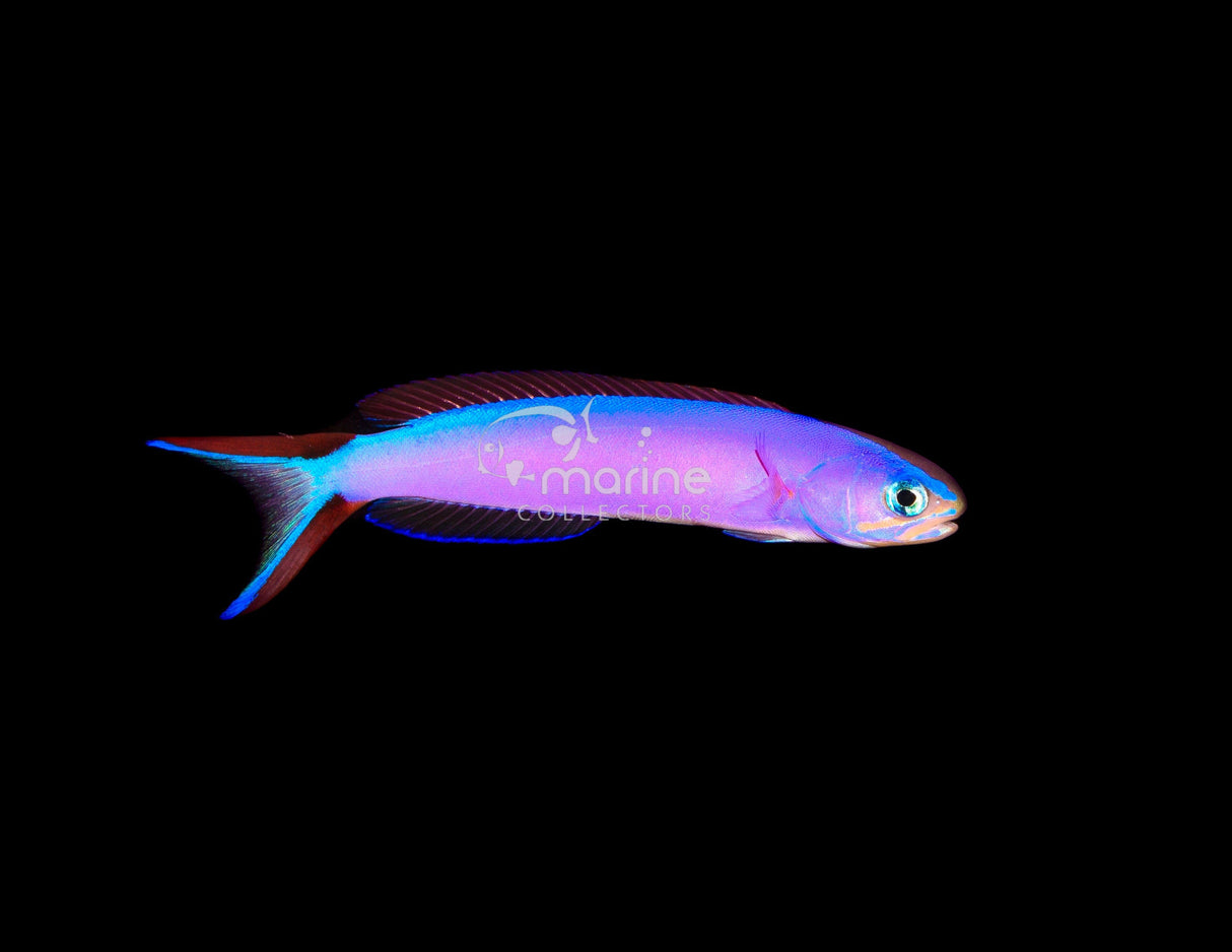 Purple Tilefish-Marine Collectors