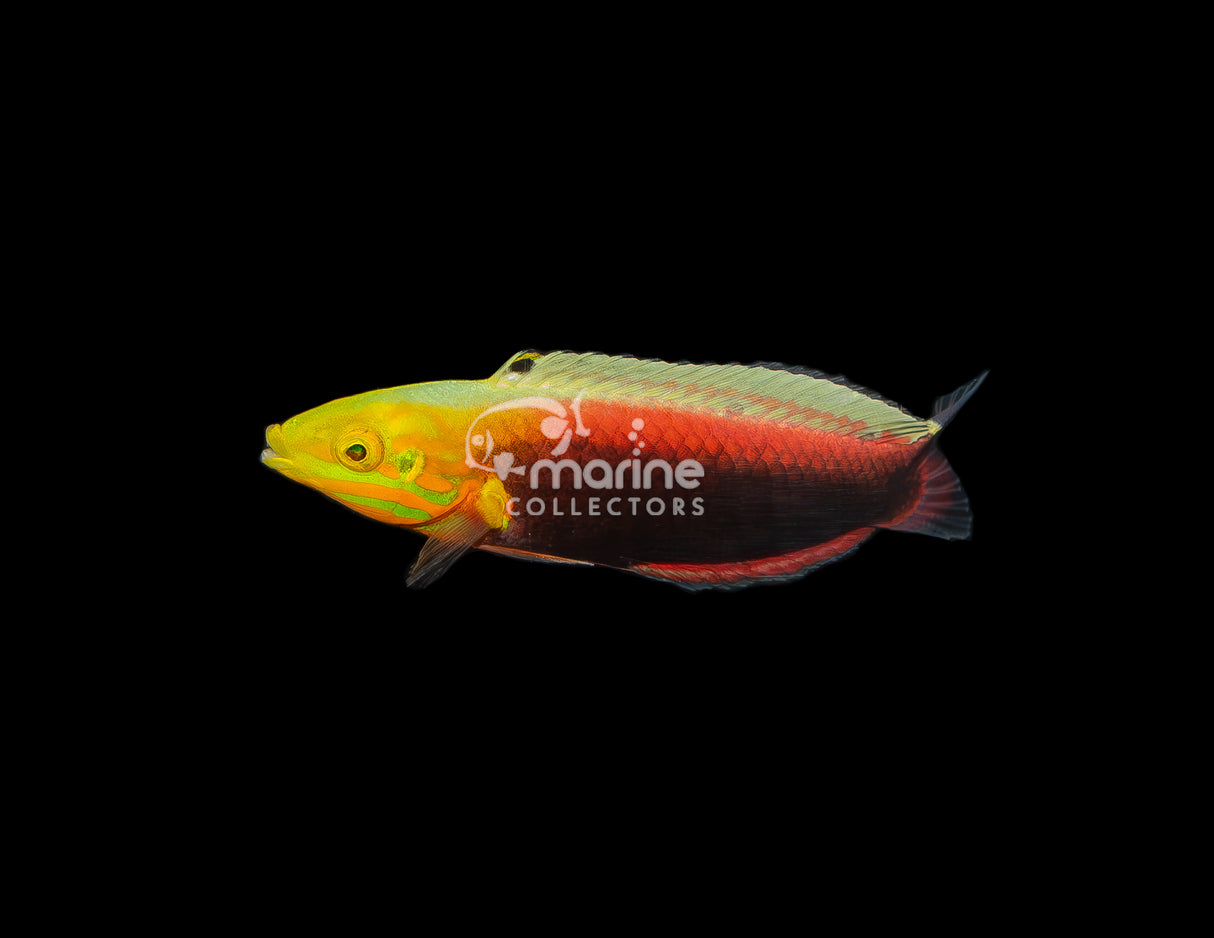 Radiant Wrasse