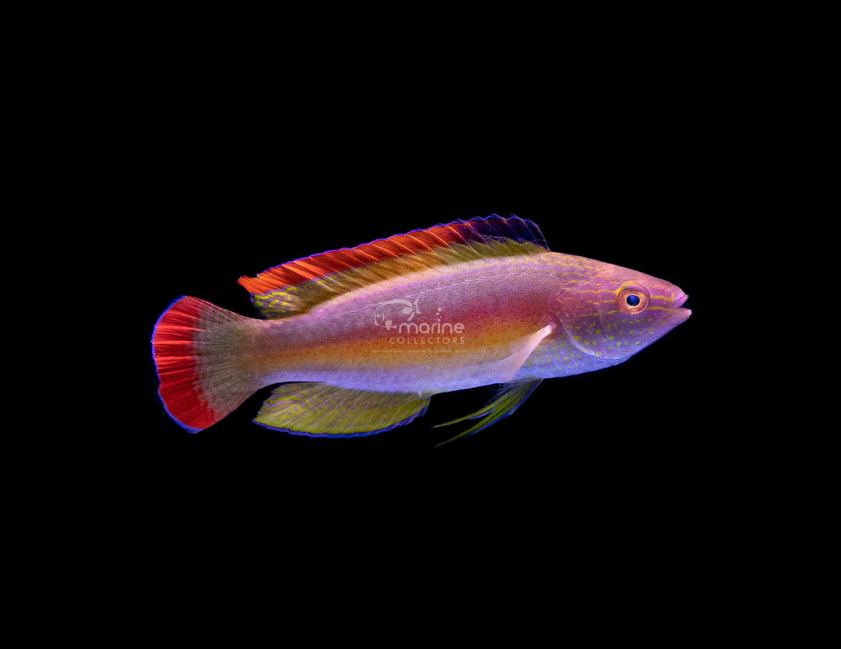 Red Margin Fairy Wrasse-Marine Collectors