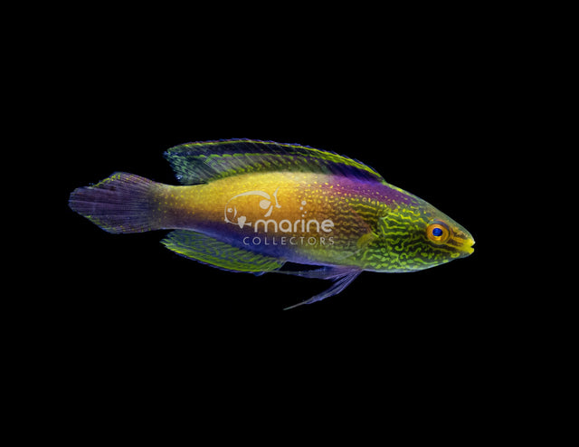 Rhomboid Wrasse-Marine Collectors