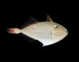 Sargassum Triggerfish-Marine Collectors
