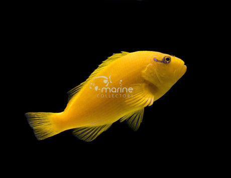 Tahitian Golden Hawkfish-Marine Collectors