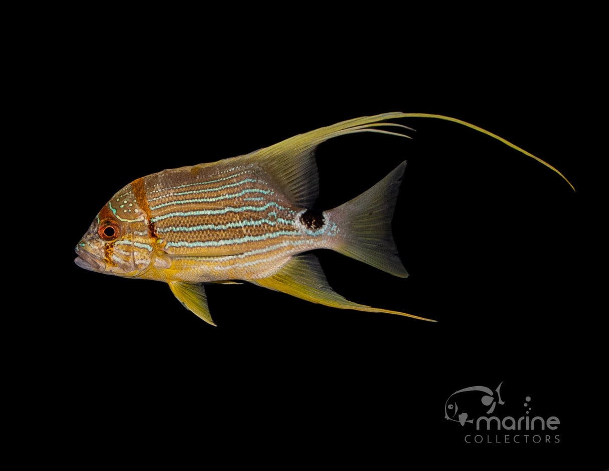 Threadfin Snapper-Marine Collectors
