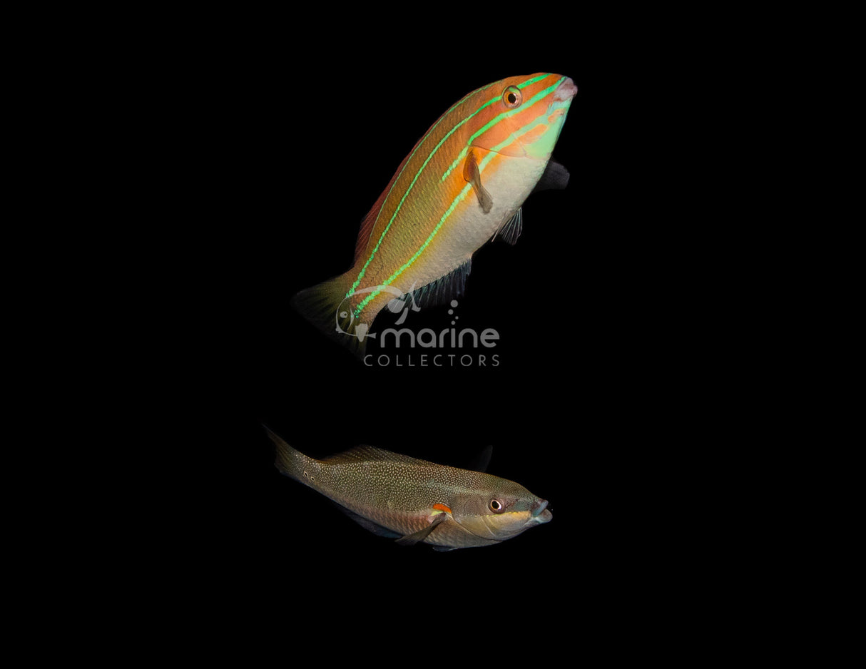 Three Lined Rainbow Wrasse (PAIR)-Marine Collectors