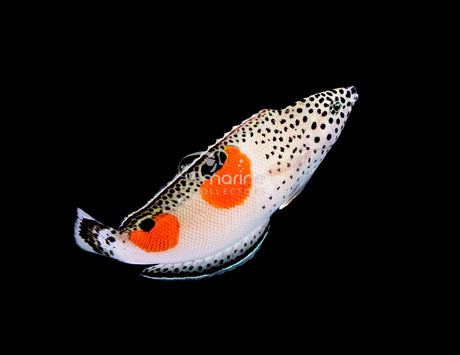 Twin Spot Wrasse-Marine Collectors