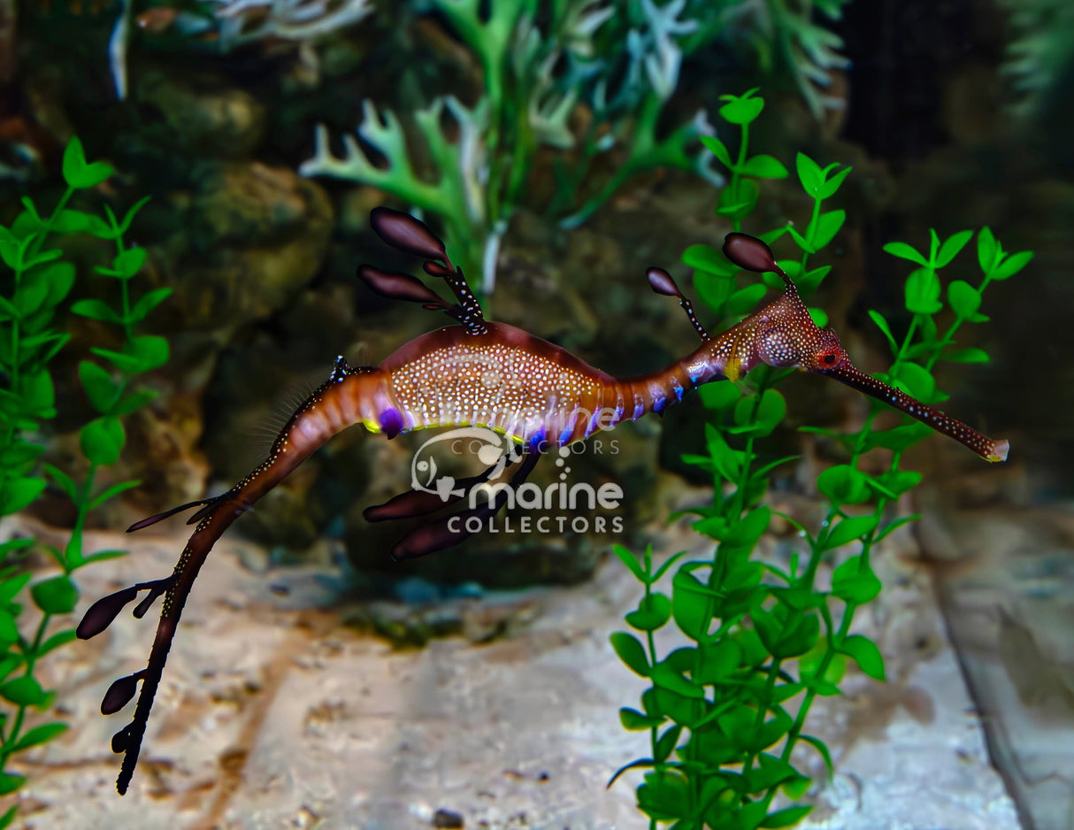 Weedy Sea Dragon-Marine Collectors
