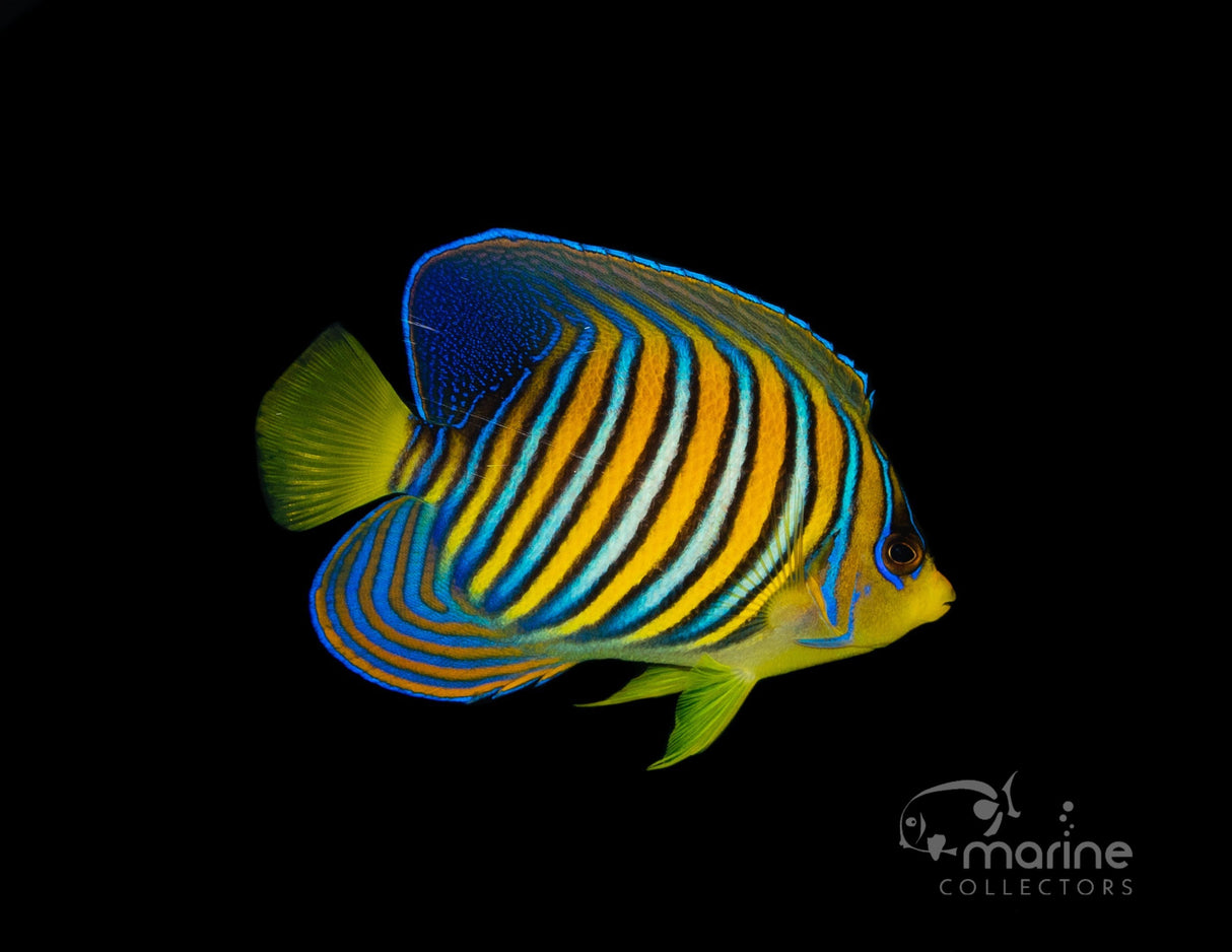 Yellow Belly Regal Angelfish*