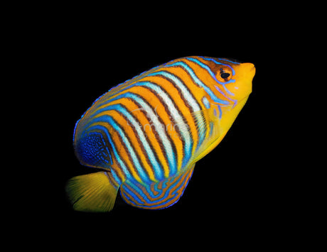 Yellow Belly Regal Angelfish*