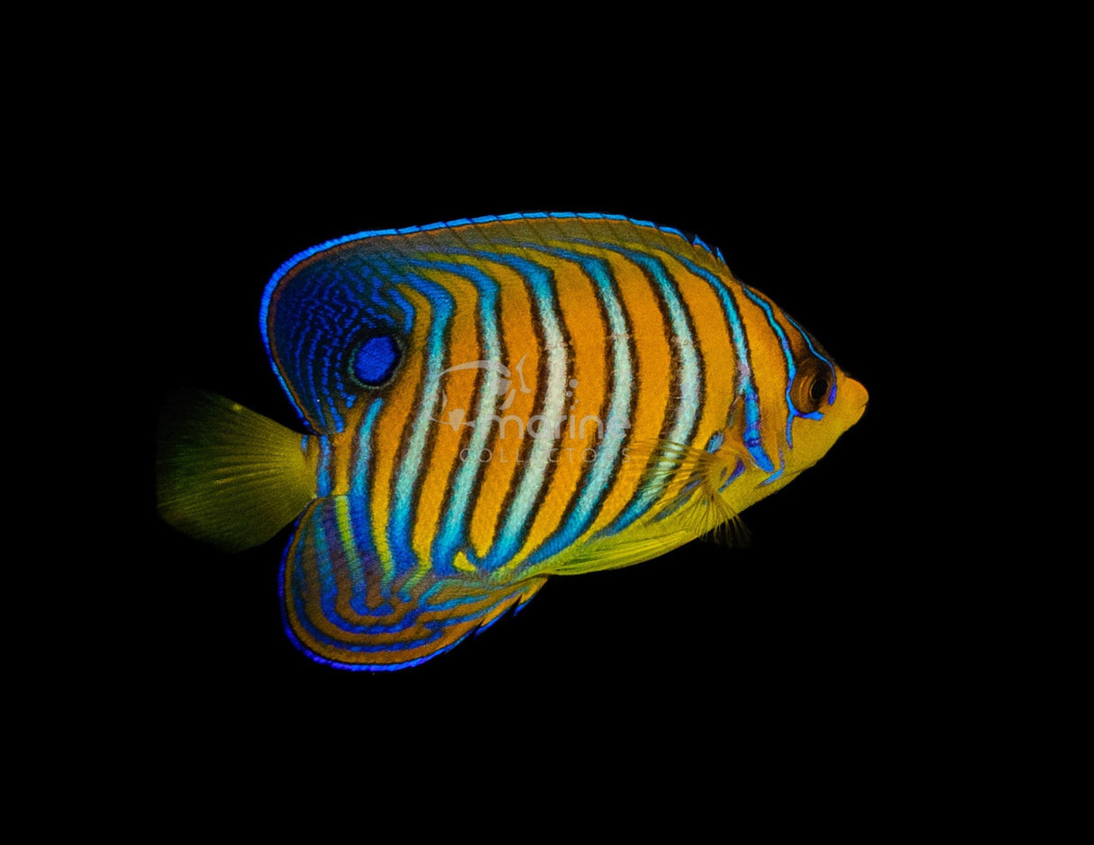 Yellow Belly Regal Angelfish*