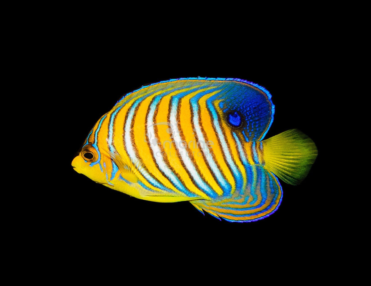 Yellow Belly Regal Angelfish*
