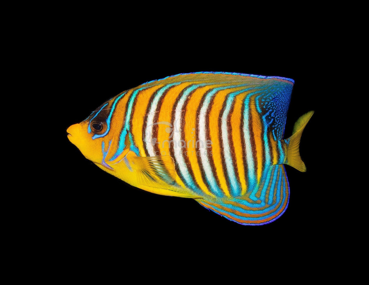 Yellow Belly Regal Angelfish*