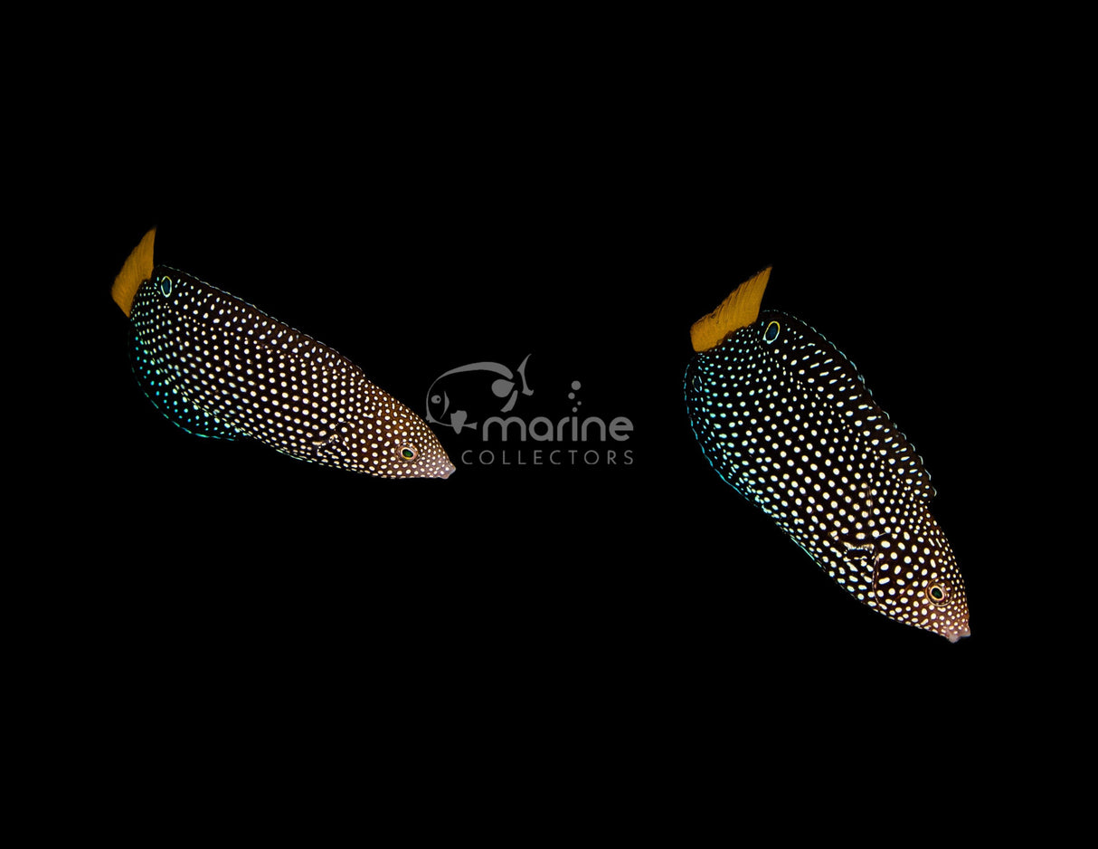 Yellow Tail Tamarin Wrasse