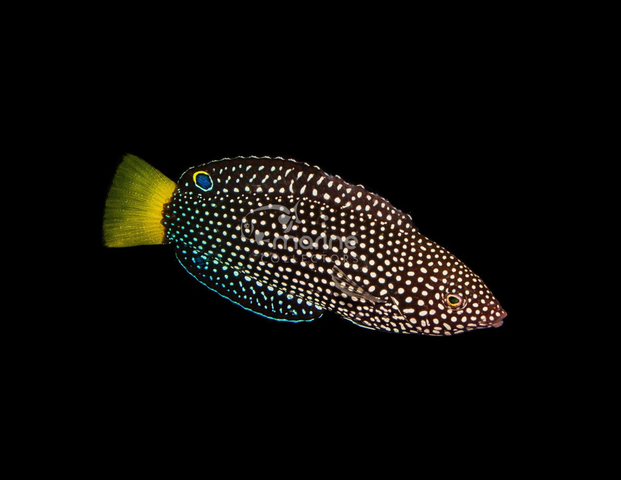 Yellow Tail Tamarin Wrasse