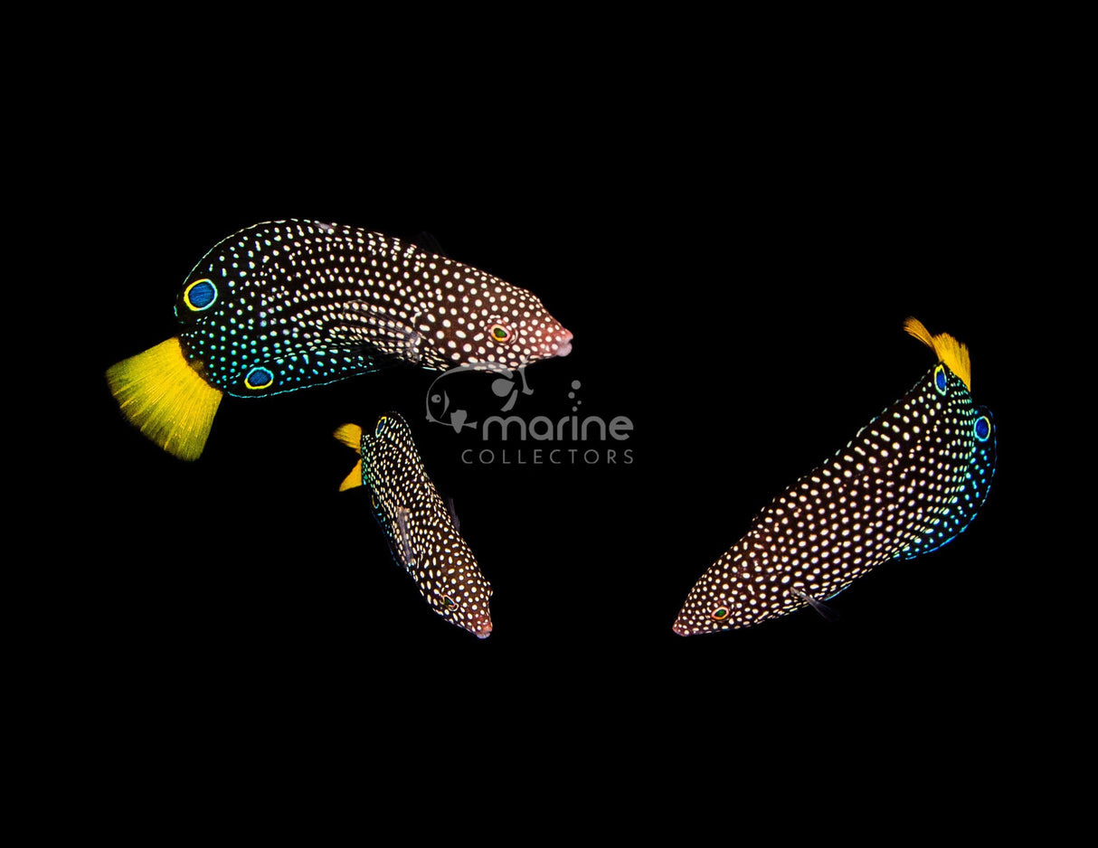 Yellow Tail Tamarin Wrasse