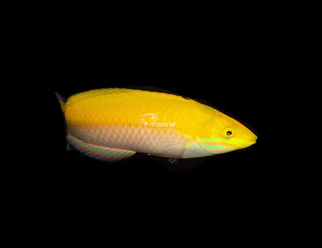 Yellow/Purple Coris Wrasse-Marine Collectors