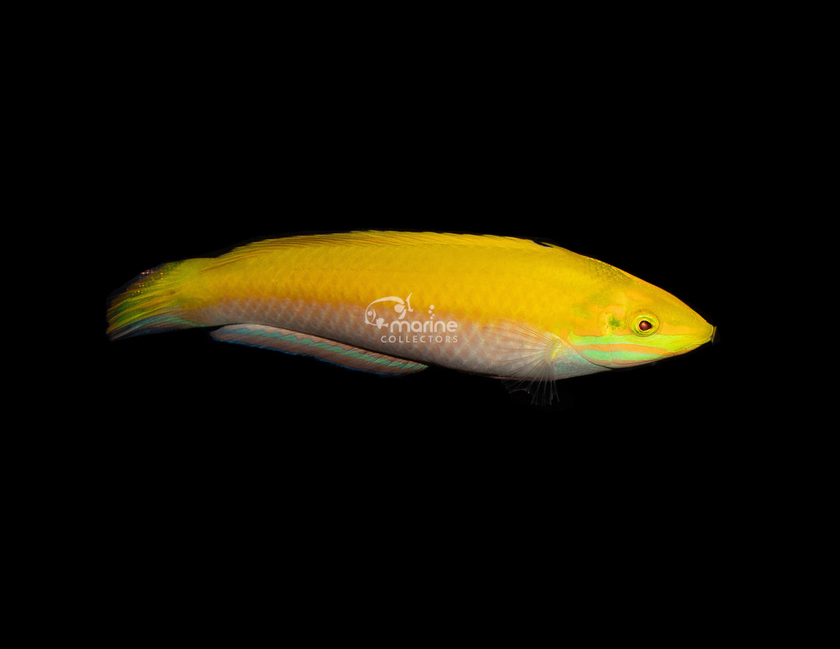 Yellow/Purple Coris Wrasse-Marine Collectors