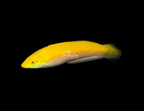 Yellow/Purple Coris Wrasse-Marine Collectors