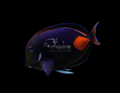 Achilles Tang: A Fish for 1% of Tanks