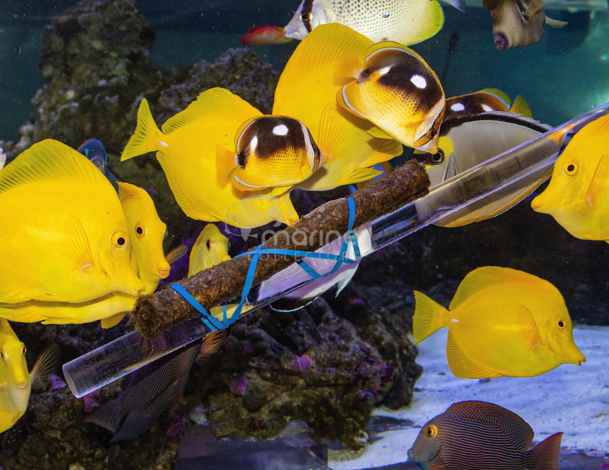 How to Feed Nori - Do it Right! – Marine Collectors