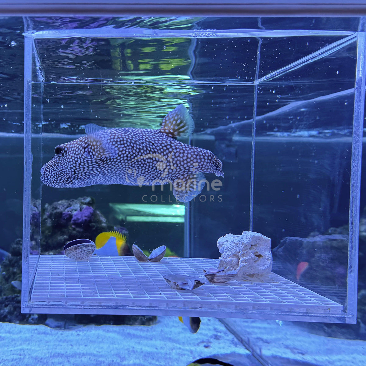 How to Properly Add Fish to Your Aquarium – Marine Collectors