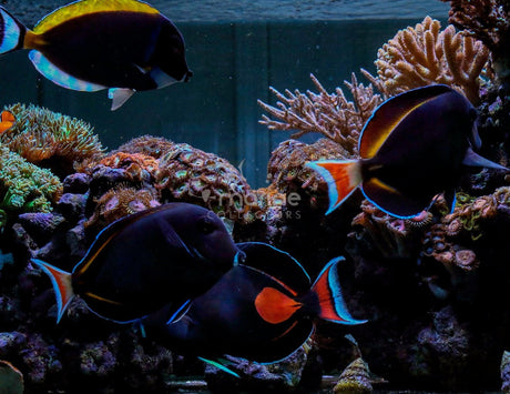 How to pt. 1: Success with Acanthurus Tangs