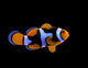 Clownfish