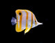 Butterflyfish